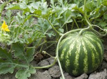 Planter des melons