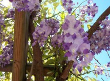 Plantes grimpantes pergola glycine