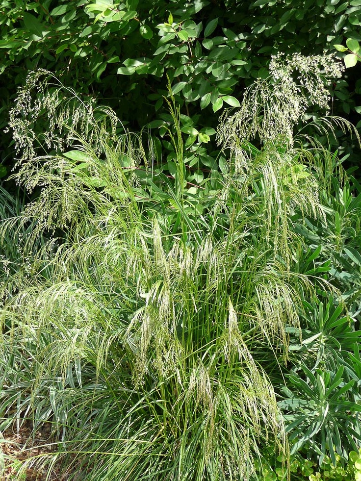 Mauvaise herbe, comment faire pour s'en débarrasser ? 