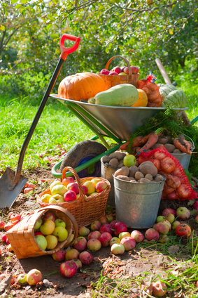 Jardin d'automne 