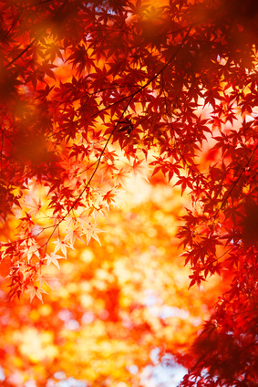 Les arbres d'automne 