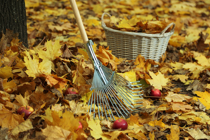 Automne entretien jardin novembre 