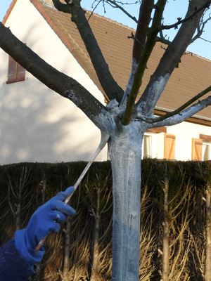 Lait de chaux arbre 