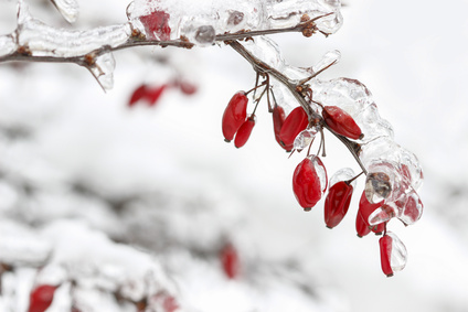 Arbre hiver