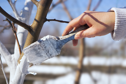 Lait de chaux pour arbres et arbustes 