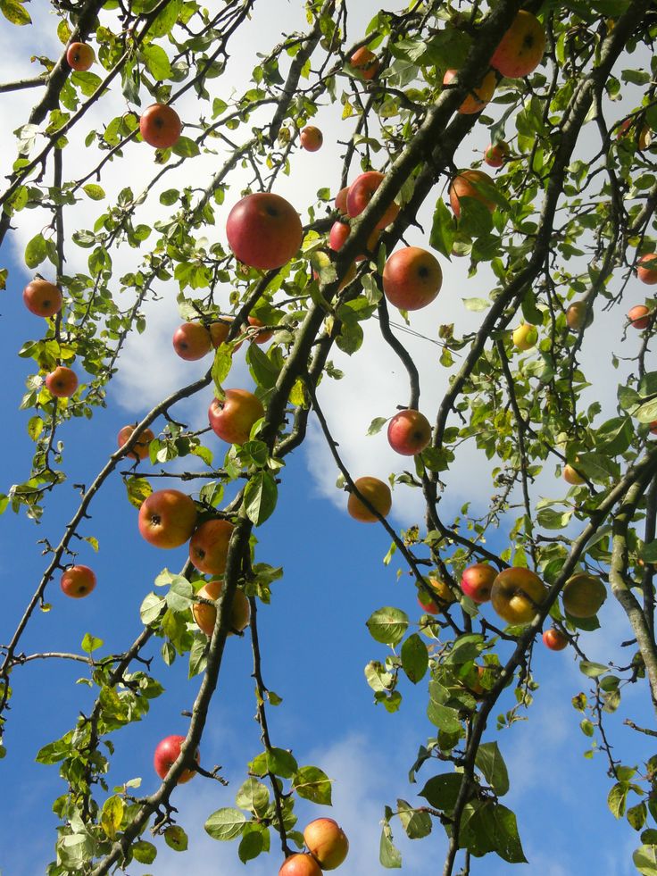 Pommier prêt à la récolte