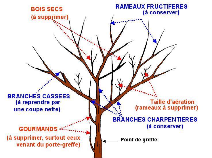 Comment bien tailler des arbres fruitiers ou d'ornements ?