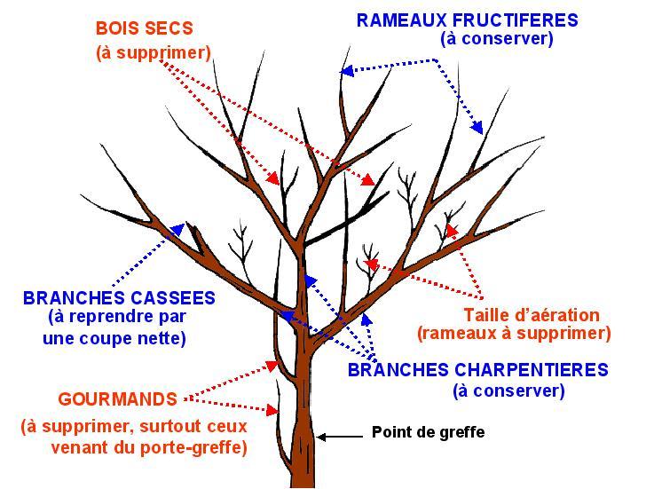 schéma taille entretien