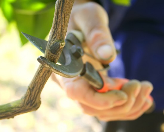 taille arbre fruitier secateur