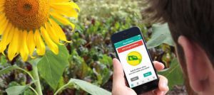 domotique jardin plante tournesol smartphone objet connecté