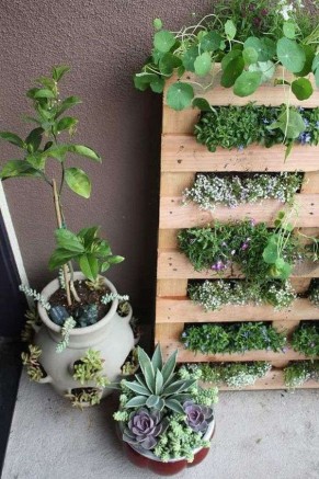 mur végétal intégré dans une palette en bois