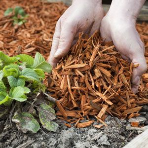 Le paillis pour protéger ses plantes au jardin