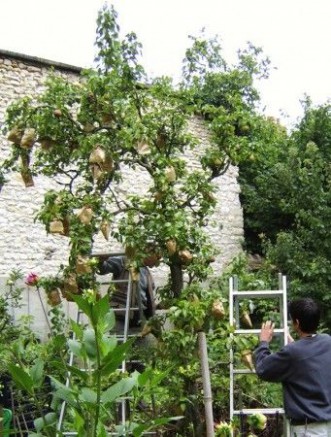 arbre fruitier et feuilles mortes à l'automne