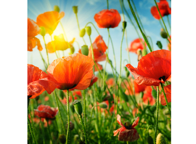 En septembre parez votre jardin pour la rentrée