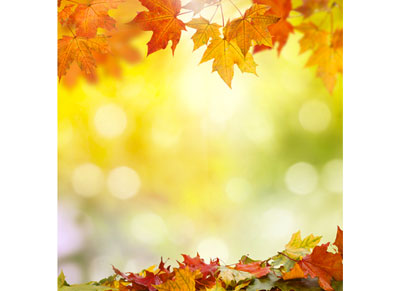 Octobre, nouvelles couleurs et nouveaux devoirs pour tout bon jardinier