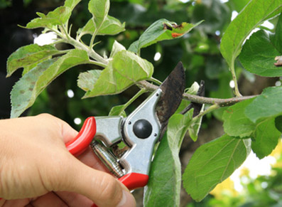 Tailler ses arbres fruitiers : la garantie d’une récolte abondante