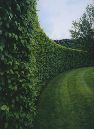 haie bordure jardin 318x437