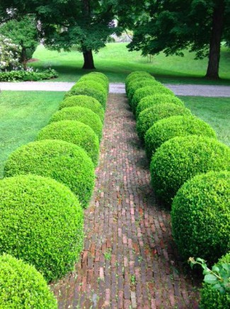 La boule de haie, une forme intemporelle au jardin haie-boules