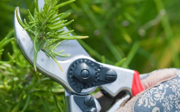 Un sécateur taille branche un sécateur taille une branche