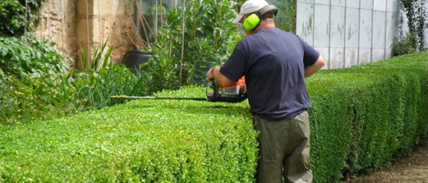 Le taille haie, aussi pratique qu'efficace ! Tailler haies