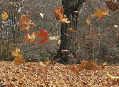 Feuilles mortes à l’automne : transformez le calvaire en bienfait !