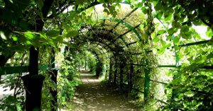 pergola métal et plantes grimpantes