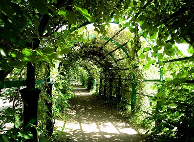 pergola métal et plantes grimpantes