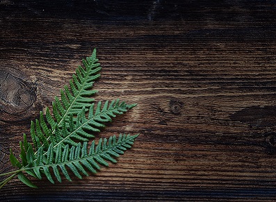 Le bois thermo-traité pour un abri de jardin à longue durée de vie… et écologique !