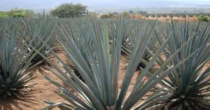 chalet de jardin dans une barrique de tequila