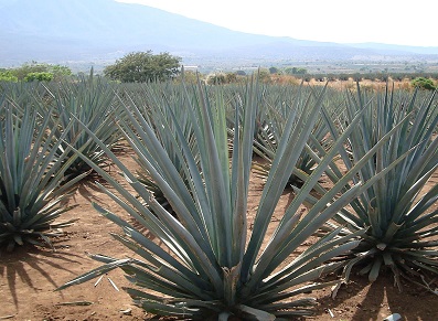 chalet de jardin dans une barrique de tequila