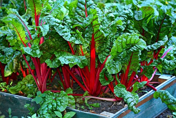 En haut des immeubles, fleurissent potagers... et cabanons de jardin !