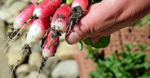 abri municipal pour jardin partagé