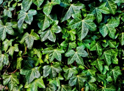 Faites pousser des plantes grimpantes pour décorer votre abri de jardin