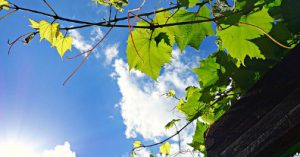 Ornez votre pergola de quelques plantes grimpantes