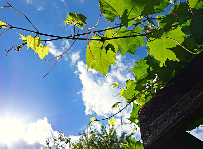 Ornez votre pergola de quelques plantes grimpantes