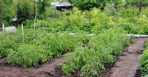 kit abri pour potager