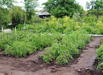 « Un abri métal pour mon potager, l’autre en bois pour mon jardin ! »