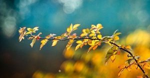 abri jardin installé à l'automne