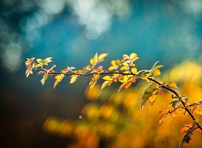 abri jardin installé à l'automne