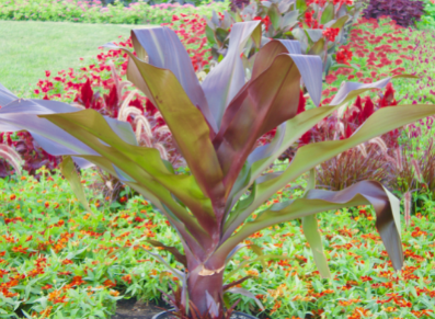 AGENDA : journée des plantes du château de Bonrepos-Riquet… et abri de jardin !