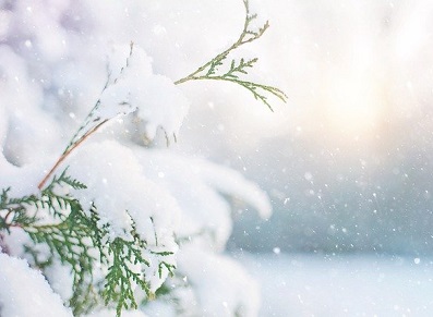 Protégez ses plantes en hiver : l’abri de jardin et la serre au secours de vos plantations !