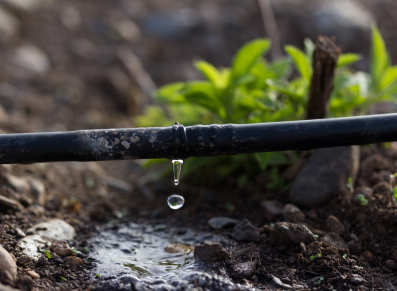 le jardin souffre de la sécheresse : mettez en place un arrosage goutte à goutte