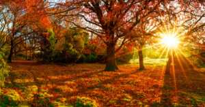 cabane de jardin à l'automne