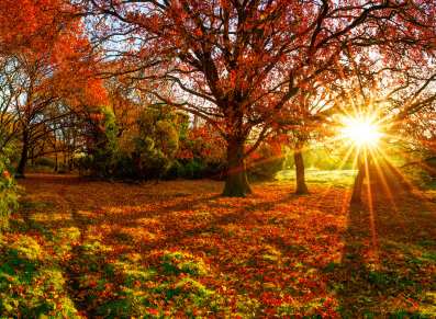 Votre automne… votre cabane de jardin et votre carport !