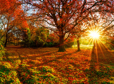 cabane de jardin à l'automne