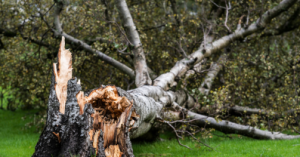 le vent de la tempête a arraché un arbre