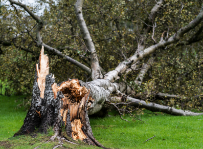 le vent de la tempête a arraché un arbre