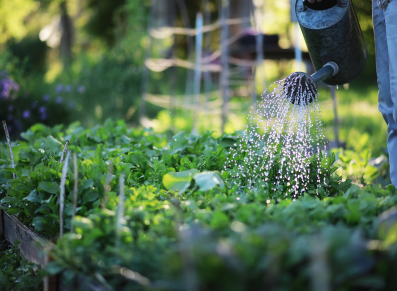 un potager pour lutter contre l'inflation ?